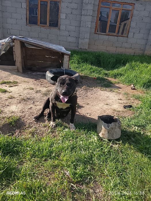 Ит сатылады бурнида тұр