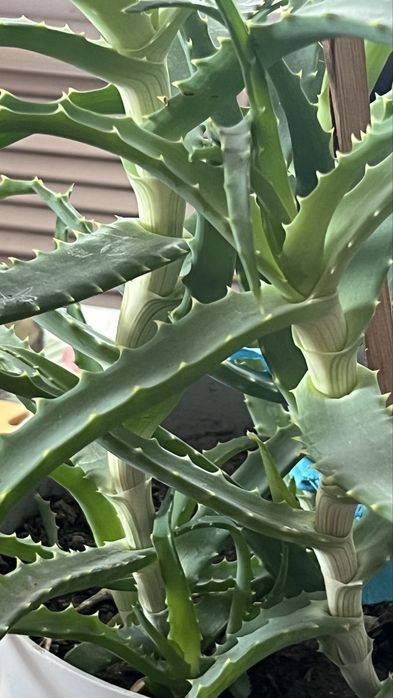 Алое цветок 2500