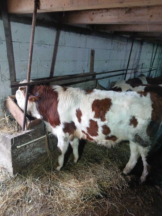 Vand Tauraș de 11 luni