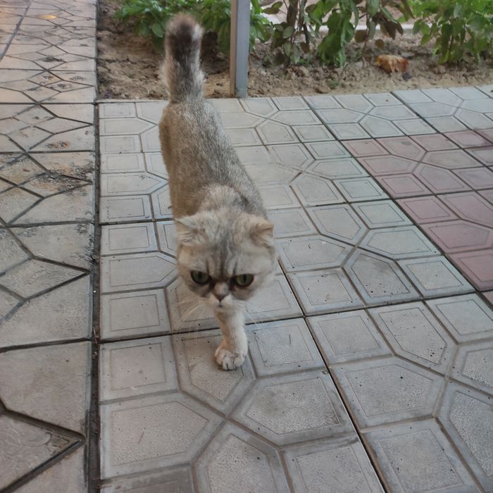 Scottish fold sotiladi