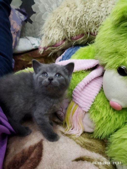 Продаются чистокровные котята