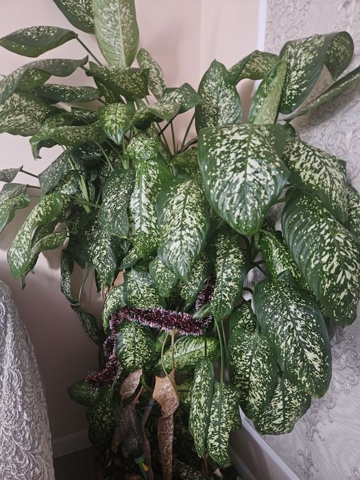 Цветы домашние продам