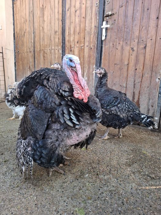 Curcani pentru sacrificat