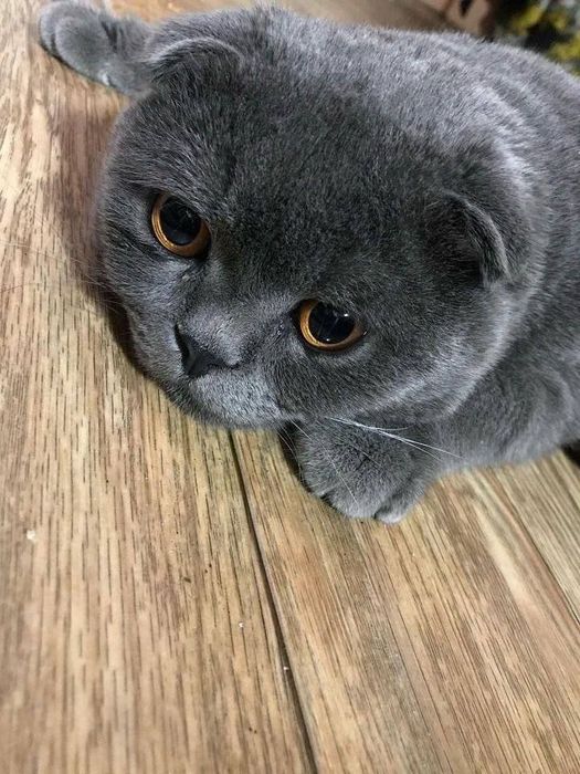 Милый котёнок ищет хозяина