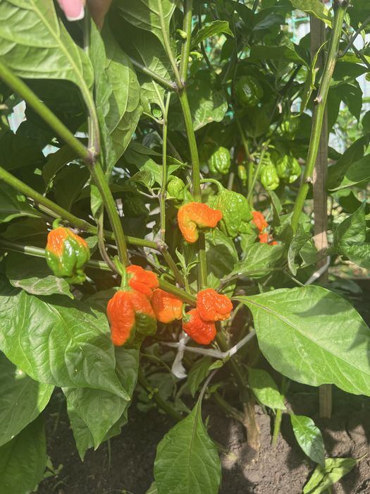 Продам перец Carolina Reaper Red