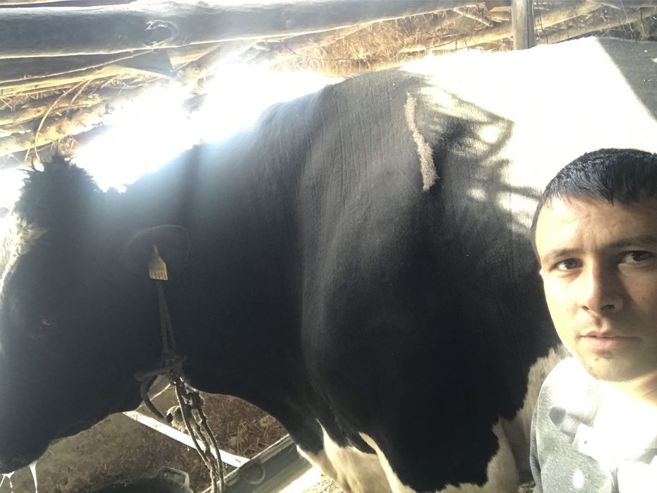 Galanski zodor buqa sotiladi 1 tonalik