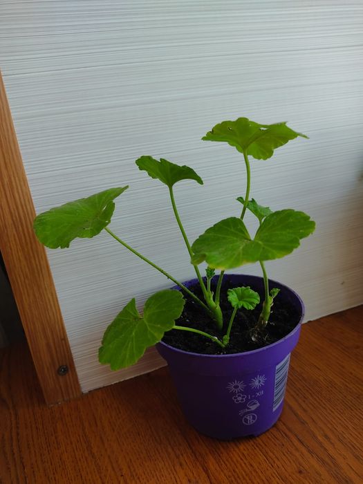 Разебудная пеларгония