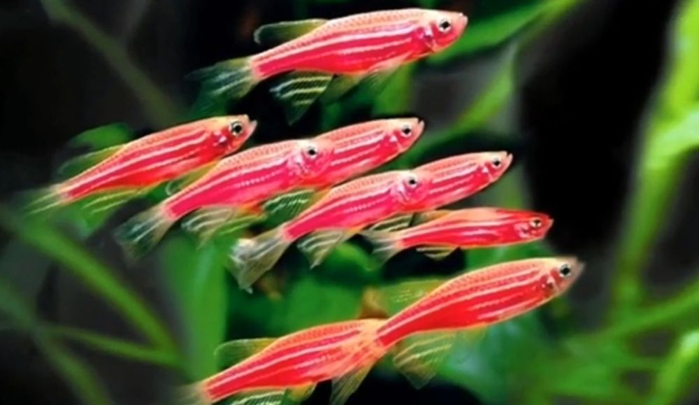 Danio Akvarium baliqlari Данио аквариумные рыбки