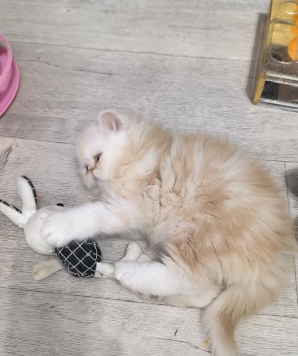 Персидские котята