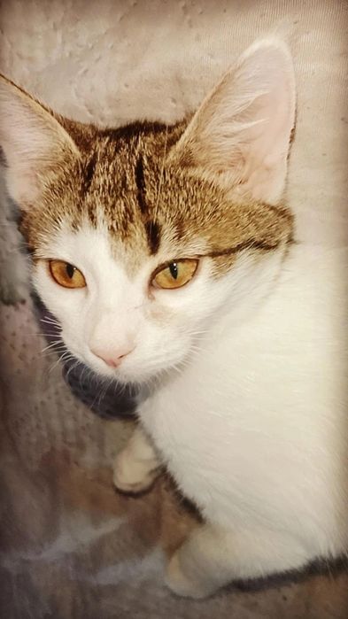 Котята в добрые руки. ПРИВИТЫ!