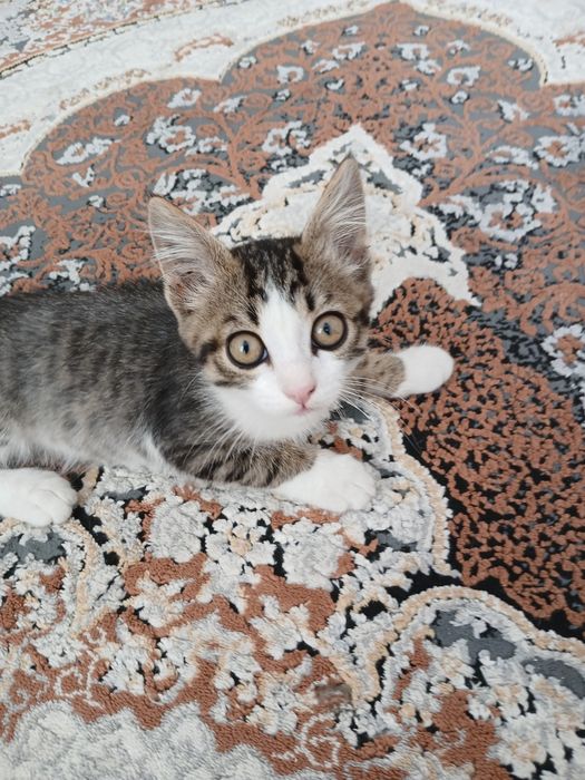 Кота, бесплатно, мальчик