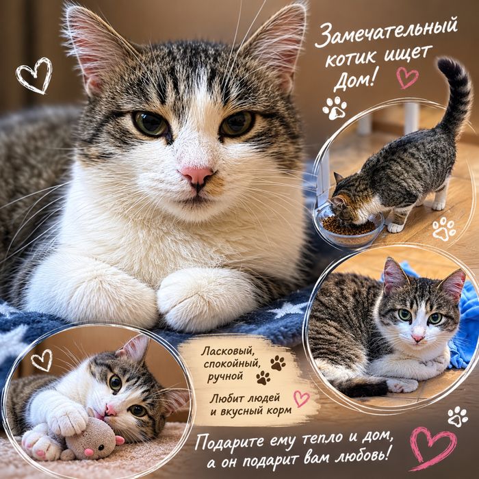 Кот молодой в добрые руки