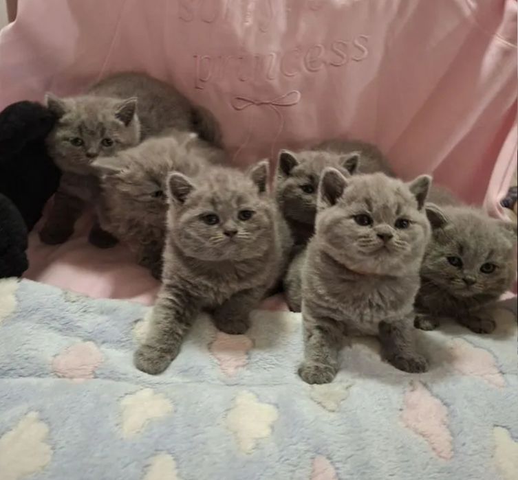 Шикарные котята 1.5 мес мальчики и девочки