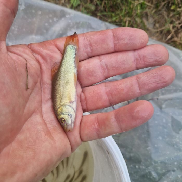 Puiet peste:crap oglinda,crap comun,cteno amur,fitofag,novac,LIN vara