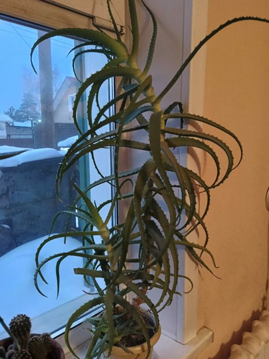 Алоэ древовидное-столетник