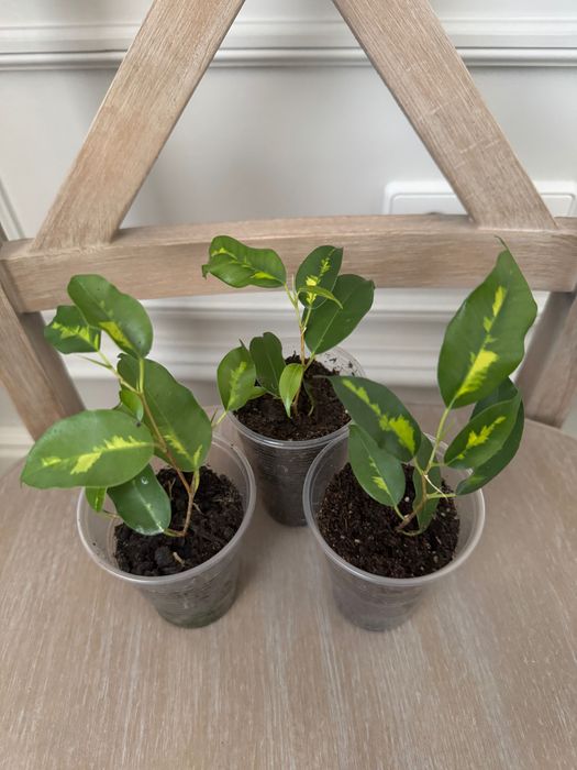 Фикус бенджамина Блэк Даймонд,гантель,эльдорадо,триангулярисвайтмарджи