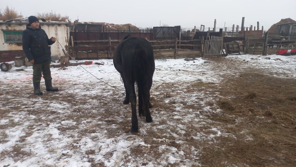 Айғыр. Жеребец. Айғыр