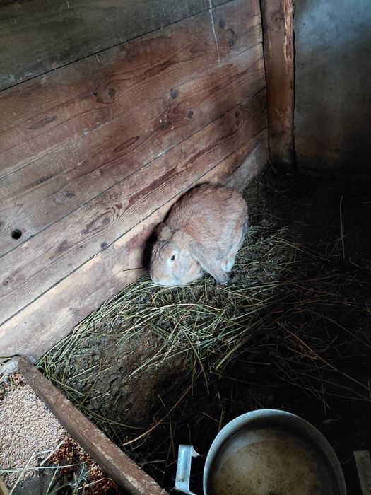 Породисти зайци ...