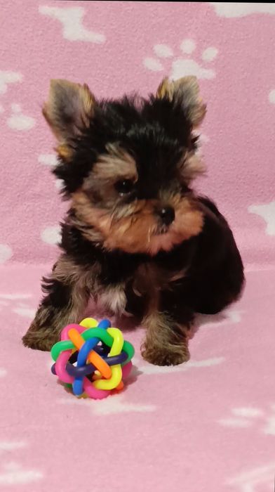 Мини Йоркширски териер момчета