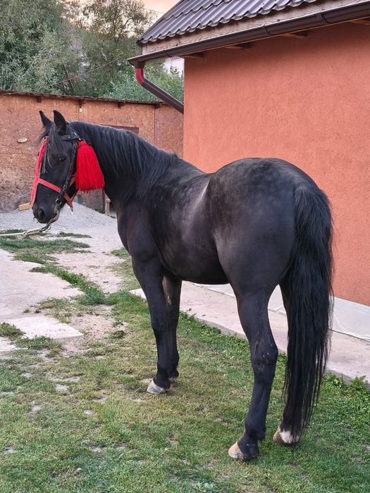 Mânz castrat de vanzare