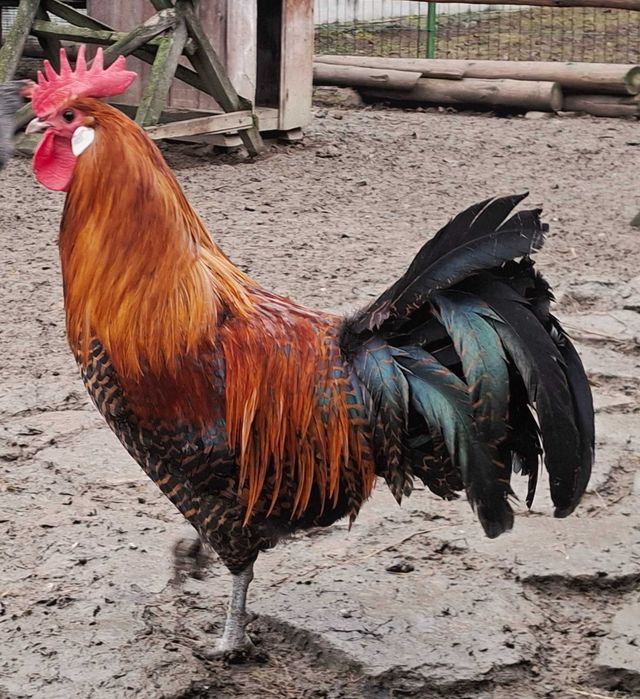 Pasari de rasa brakel