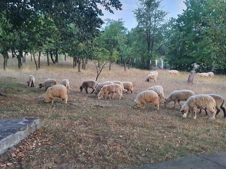 Vând oi mai multe detalii în privat