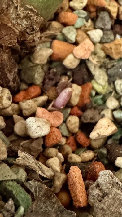 Замиакулькас вариегатный