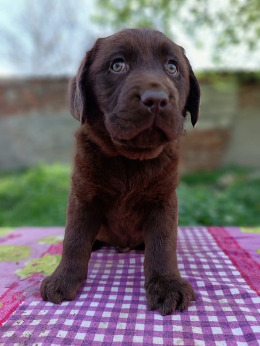 Labrador ciocolatiu Pedigree