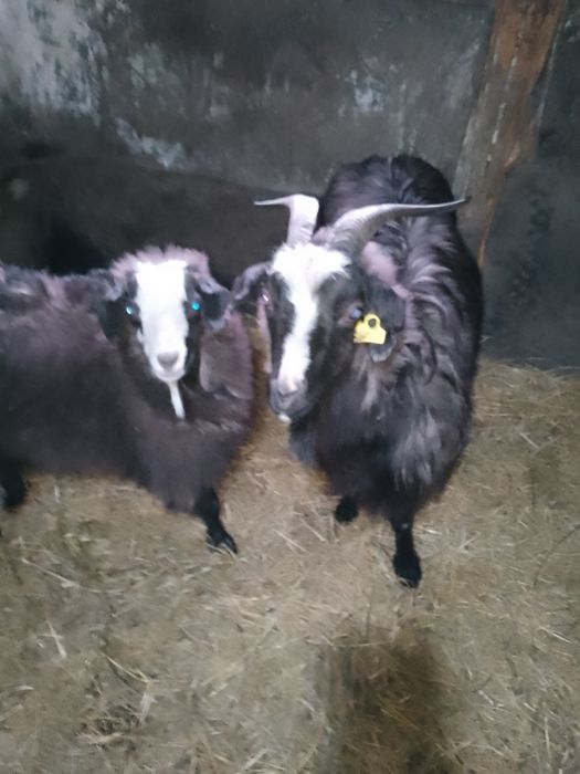 Продам казу с козленком