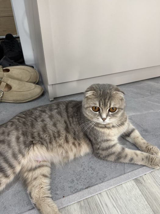 Котята британские вислоухие