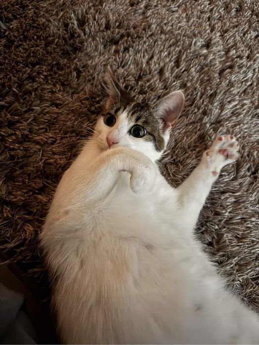 adoptie pisica 10 luni + 3 puiuti