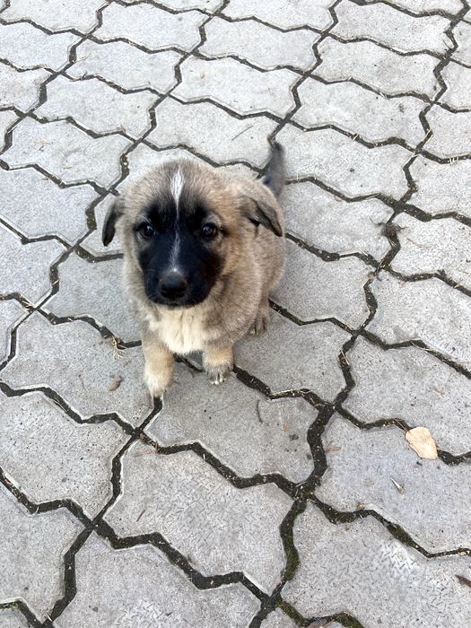 Щенки в хорошие руки