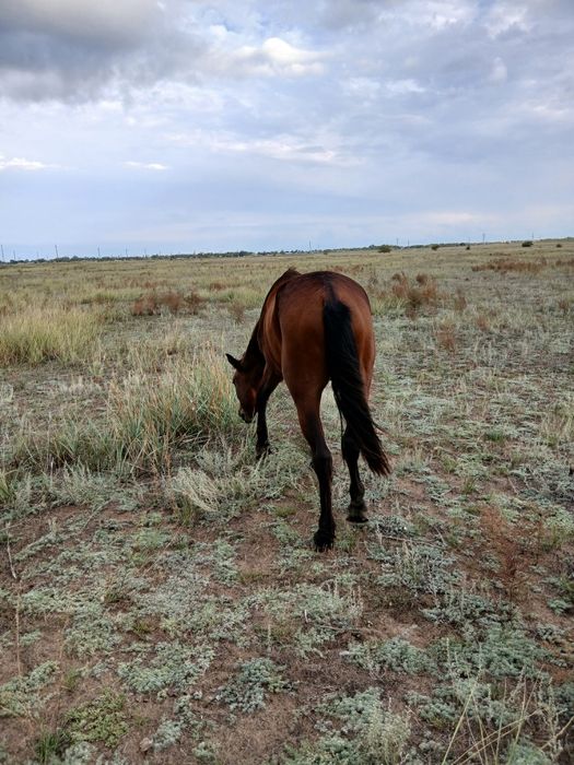 Дөнен айғыр сатылады жеребецы