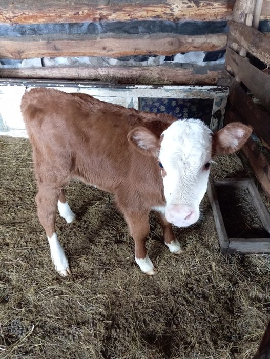 Продам телят  сементал и телочку