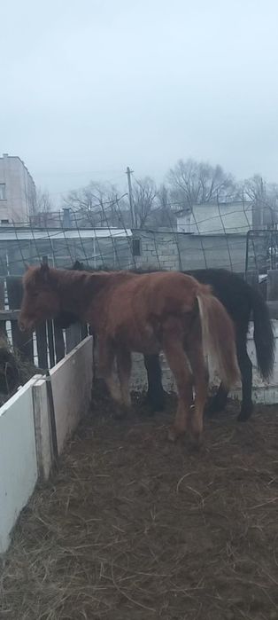 Ұрғашы Жабағы сатылады.