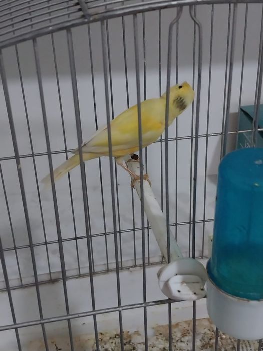 Продаётся канарейка тройник 5 месяцев, самец