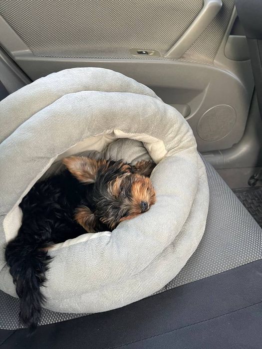 Эксклюзивный щенок Йорка Мини мальчик 3 месяца