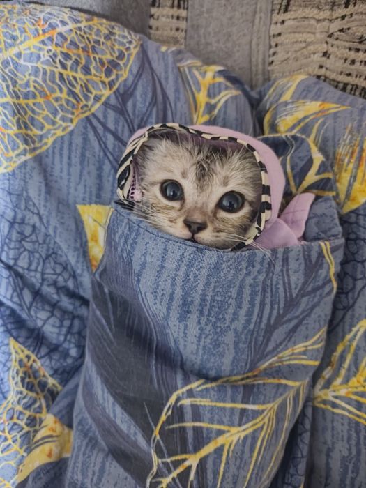 Отдам котенка в добрые руки