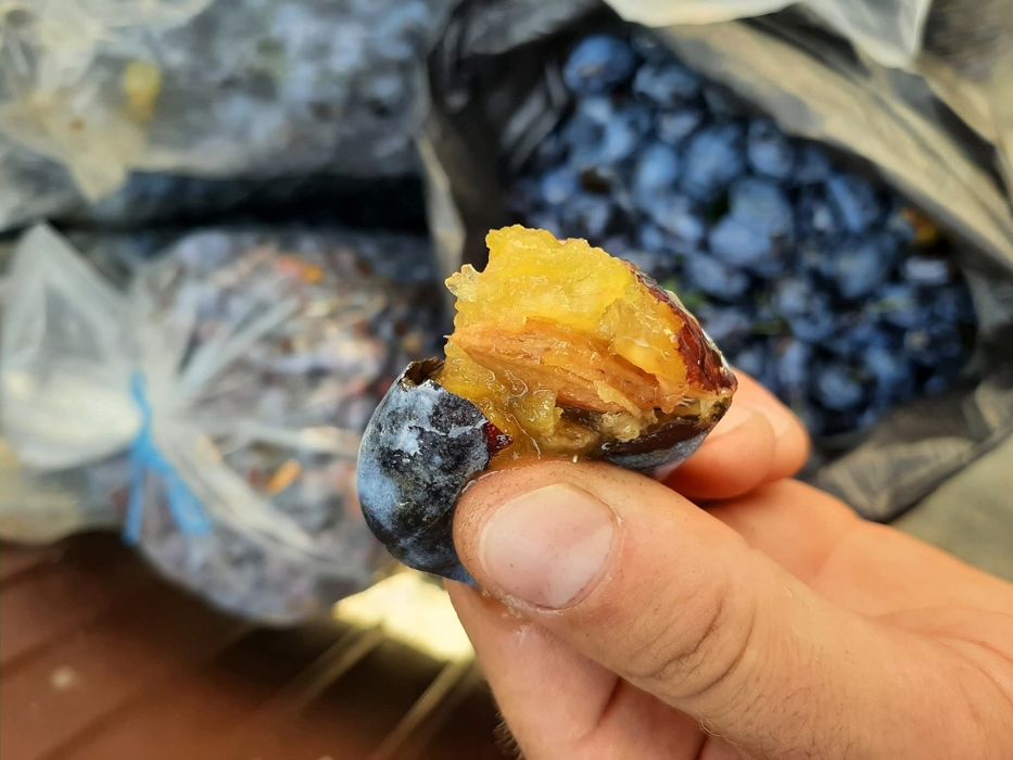 Vând prune pentru țuică