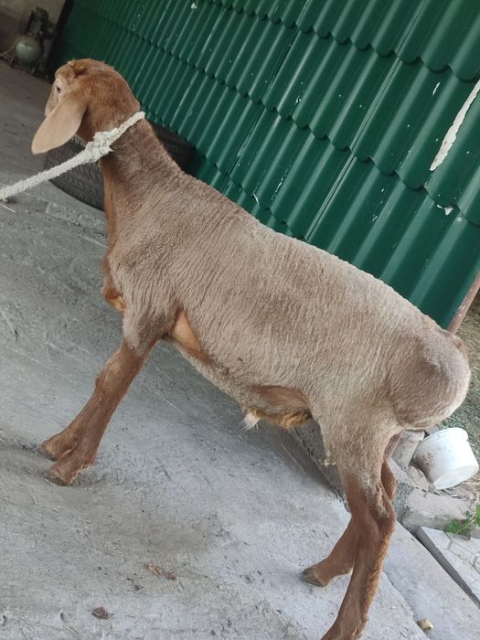 Ягнёнок кошкарчик Арашан