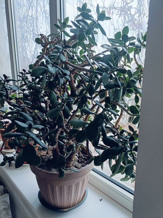 Продам домашние цветы