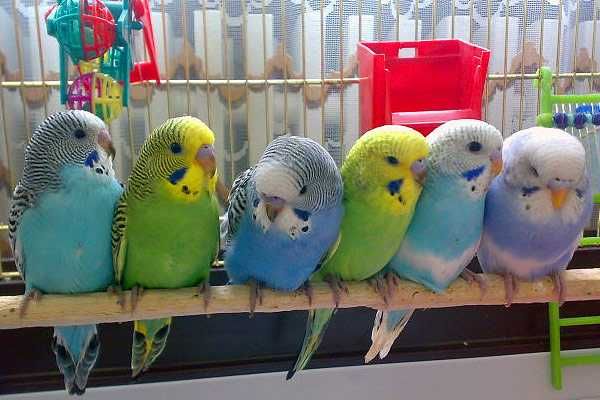 Попугай Клетки Корм Поилка