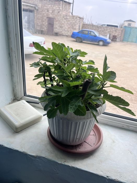 Инжир расстение інжір