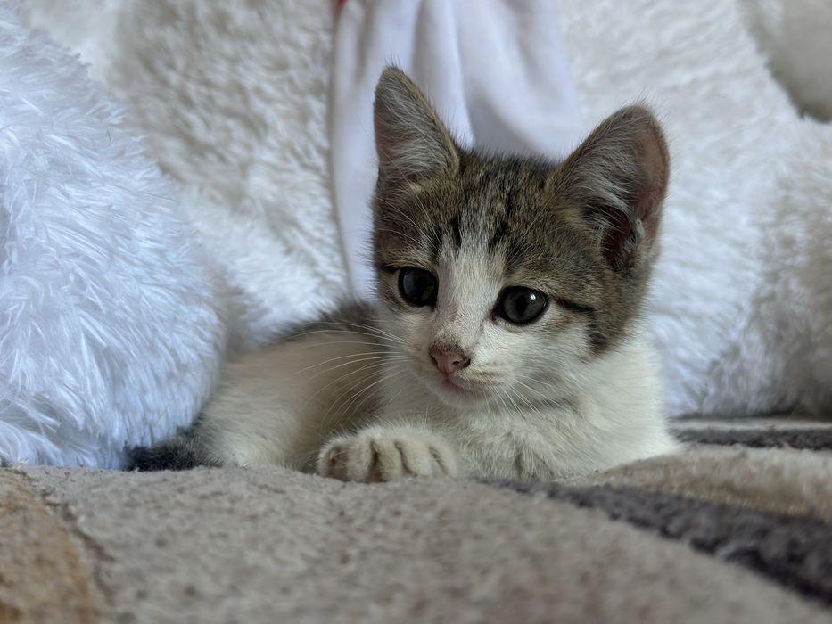 котенок в добрые руки