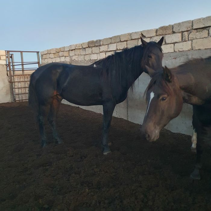 Кушум айғыр сатылады