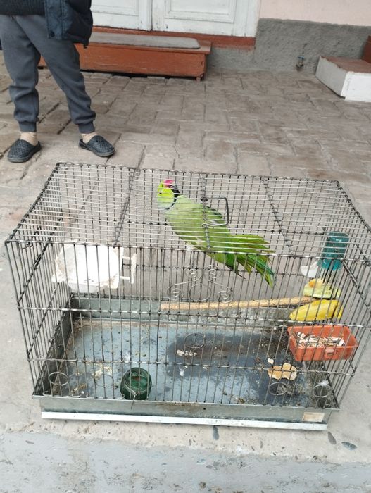 Ажирел сотилади.