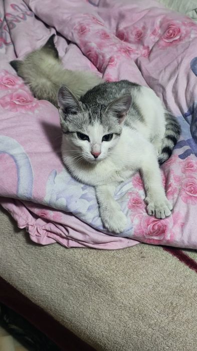 Отдам кошечку в добрые руки