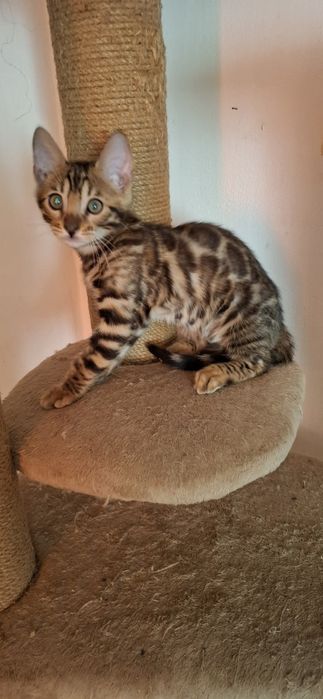 Бенгальские котята