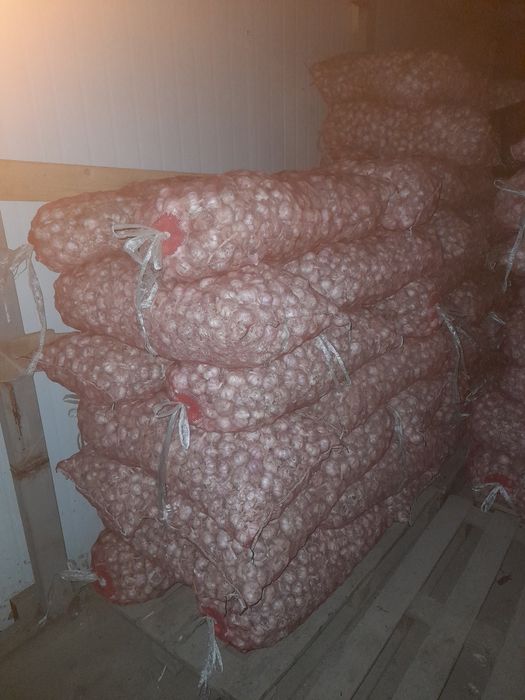 Chishiniga chisnokla bor