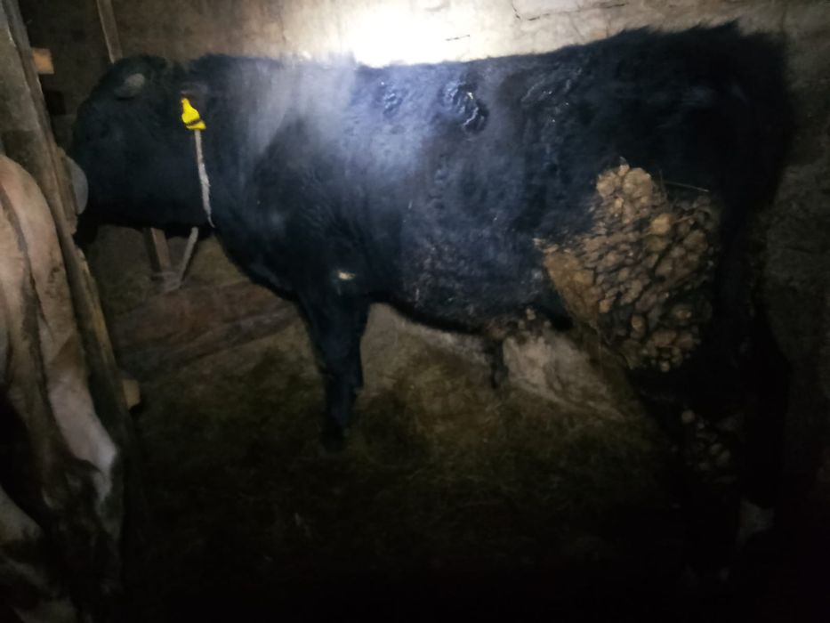 Бұқа сатылады 850000